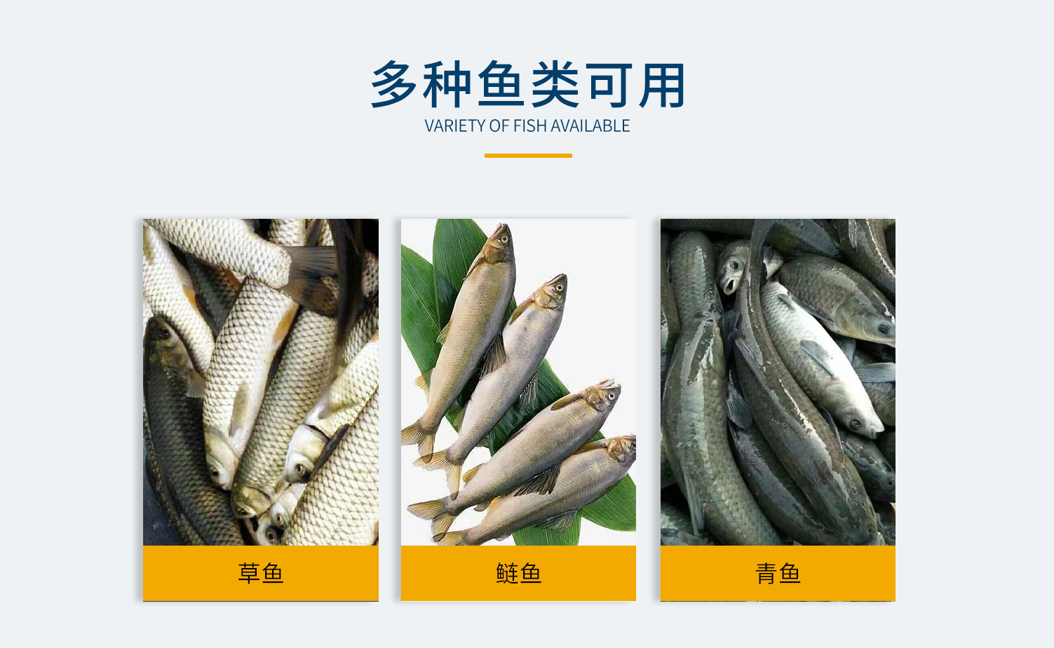 大型魚類切頭機，單通道切頭機，雙通道切頭機，鰱魚切頭機，黃魚切頭機，鲅魚切頭機，各種魚類切頭機