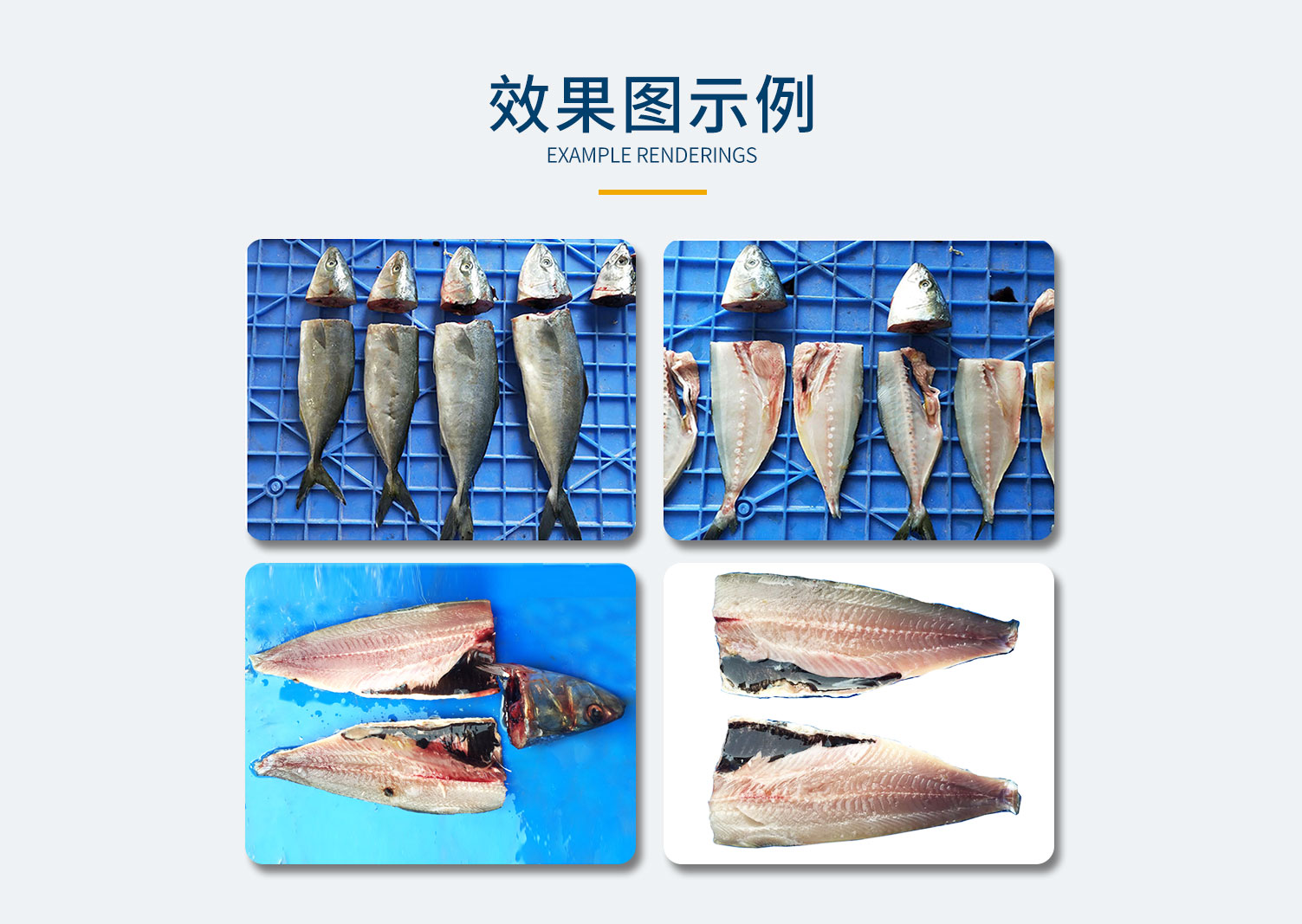 魚類自動去頭去尾去中骨三枚開片機組，秋刀魚自動化加工處理機組，高效率自動化加工