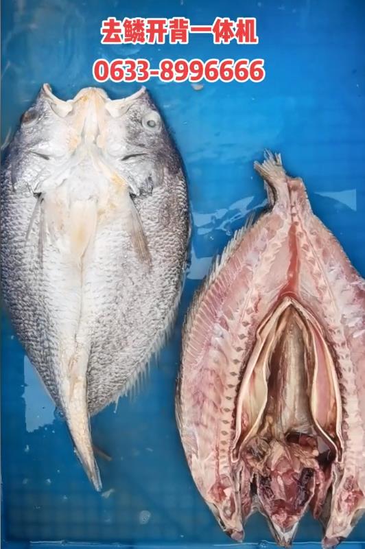 去鱗開背一體機，全自動多功能商用殺魚機，大黃魚、草魚、鰱魚……適用于多種魚類