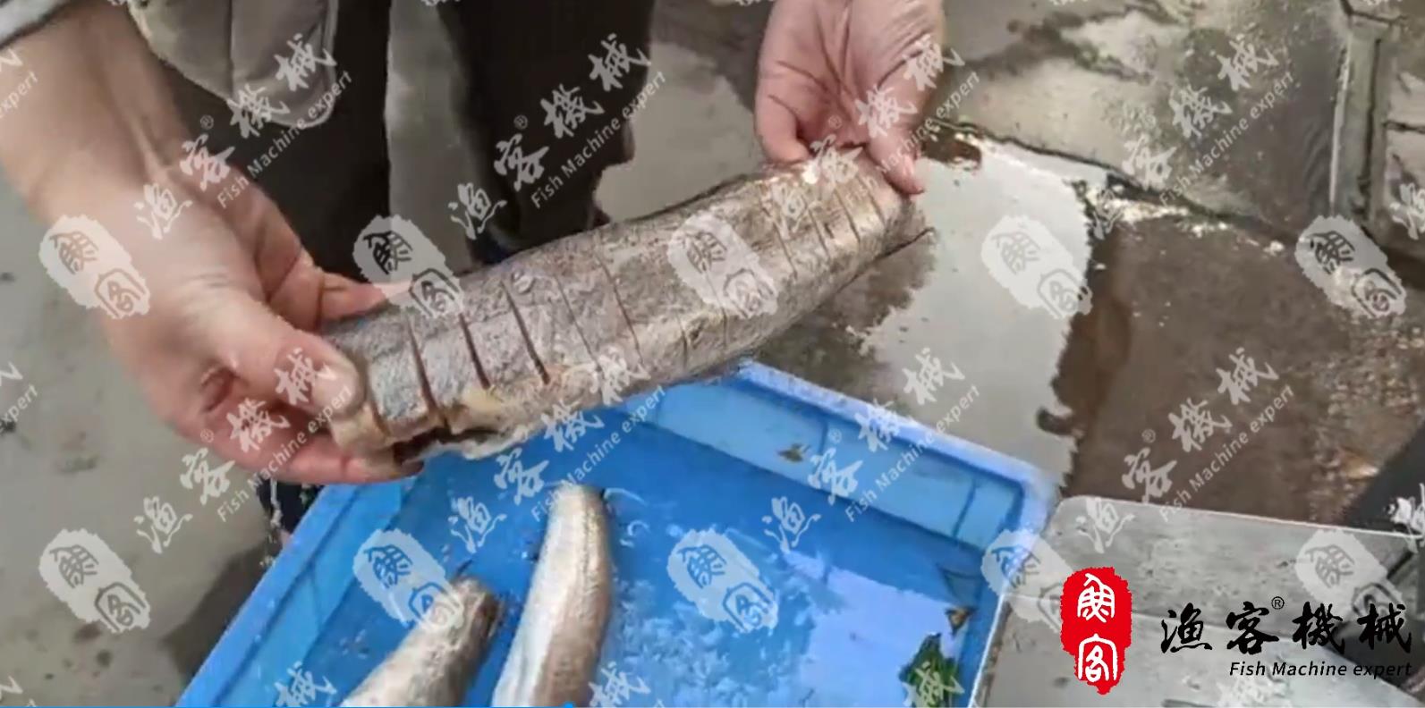 魚(yú)身切花刀 魚(yú)肉改刀 切口均勻 表皮完整 刀口一致