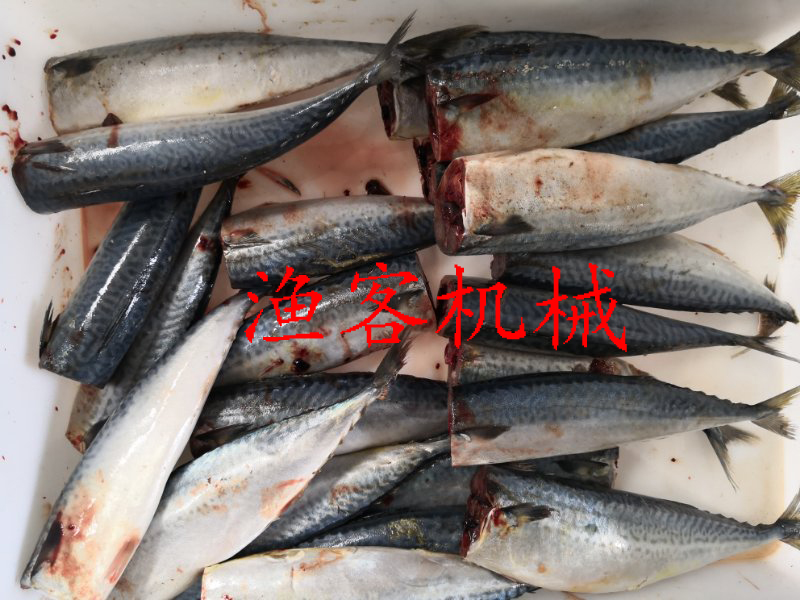 鲅魚去魚頭實拍視頻